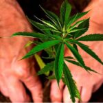 Growing Organic Cannabis