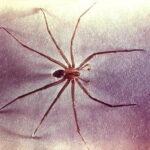 6 Of The Most Dangerous Types of Spiders?