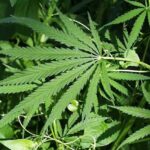Cannabis Plant introduction