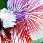 5 Interesting Things About Bettas