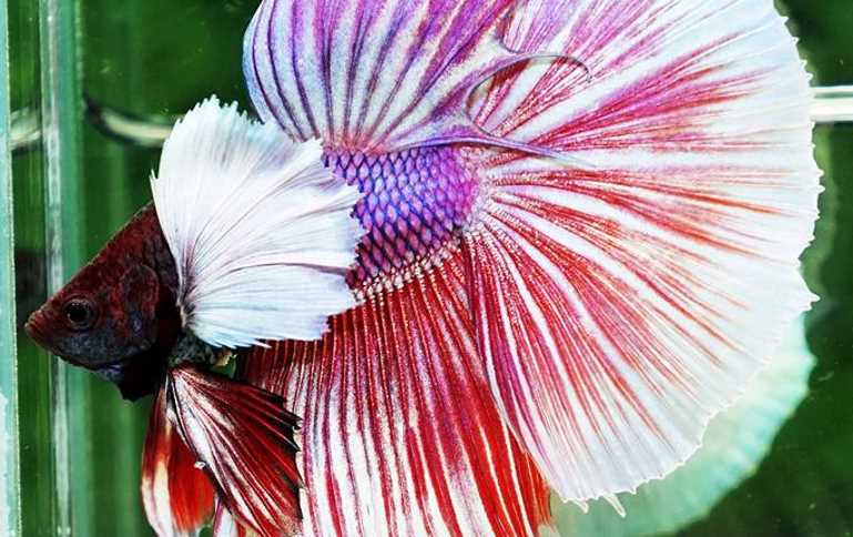 5 Interesting Things About Bettas