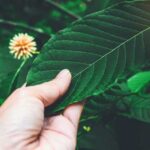 THE DIFFERENT TYPES OF KRATOM