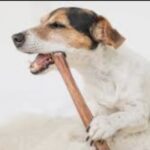 <strong>The Best Bully Stick Chewing Toys For Dogs To Keep Them Entertained</strong>