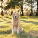 Pennsylvania Estate Planning for Pet Owners