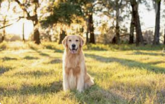 Pennsylvania Estate Planning for Pet Owners