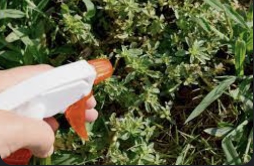 5 Ingredients to Look For in Effective Lawn Weed Killer Products